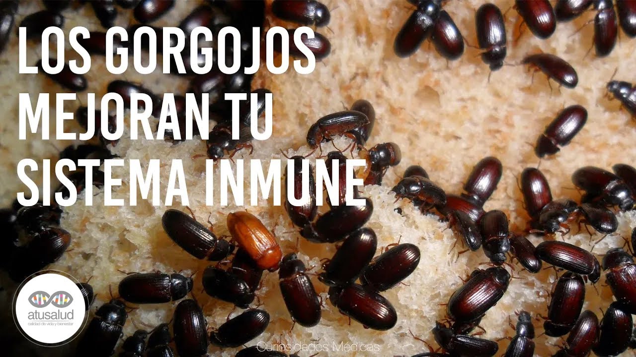 harina con bichos se puede usar