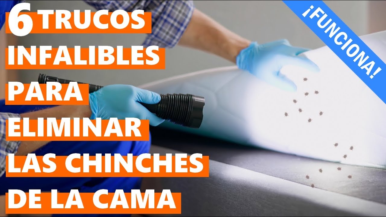 huevos de chinches en la pared