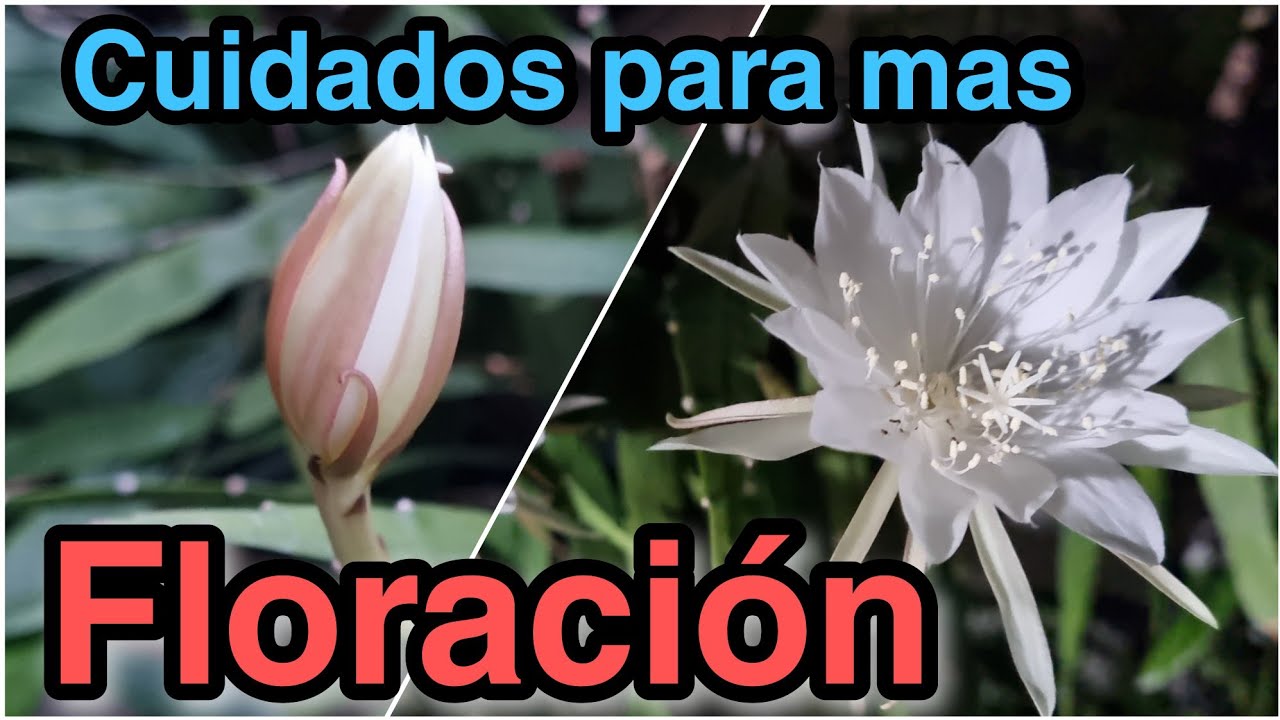 la dama de noche quiere sol o sombra