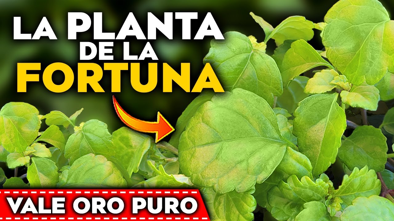 la planta del dinero trae suerte