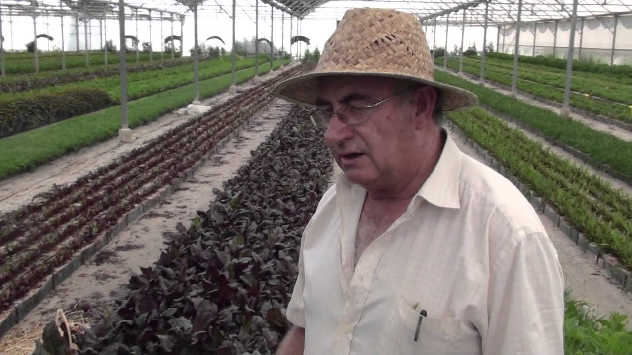 listado de plantas prohibidas en españa