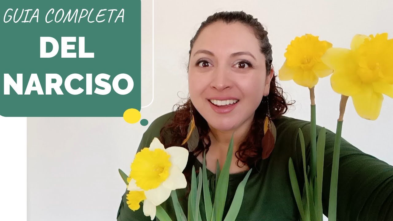 los narcisos son de interior o exterior