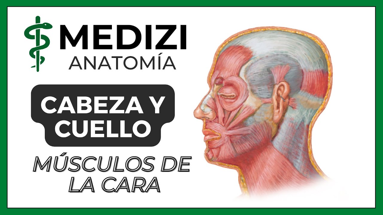 musculo de la cara y cuello