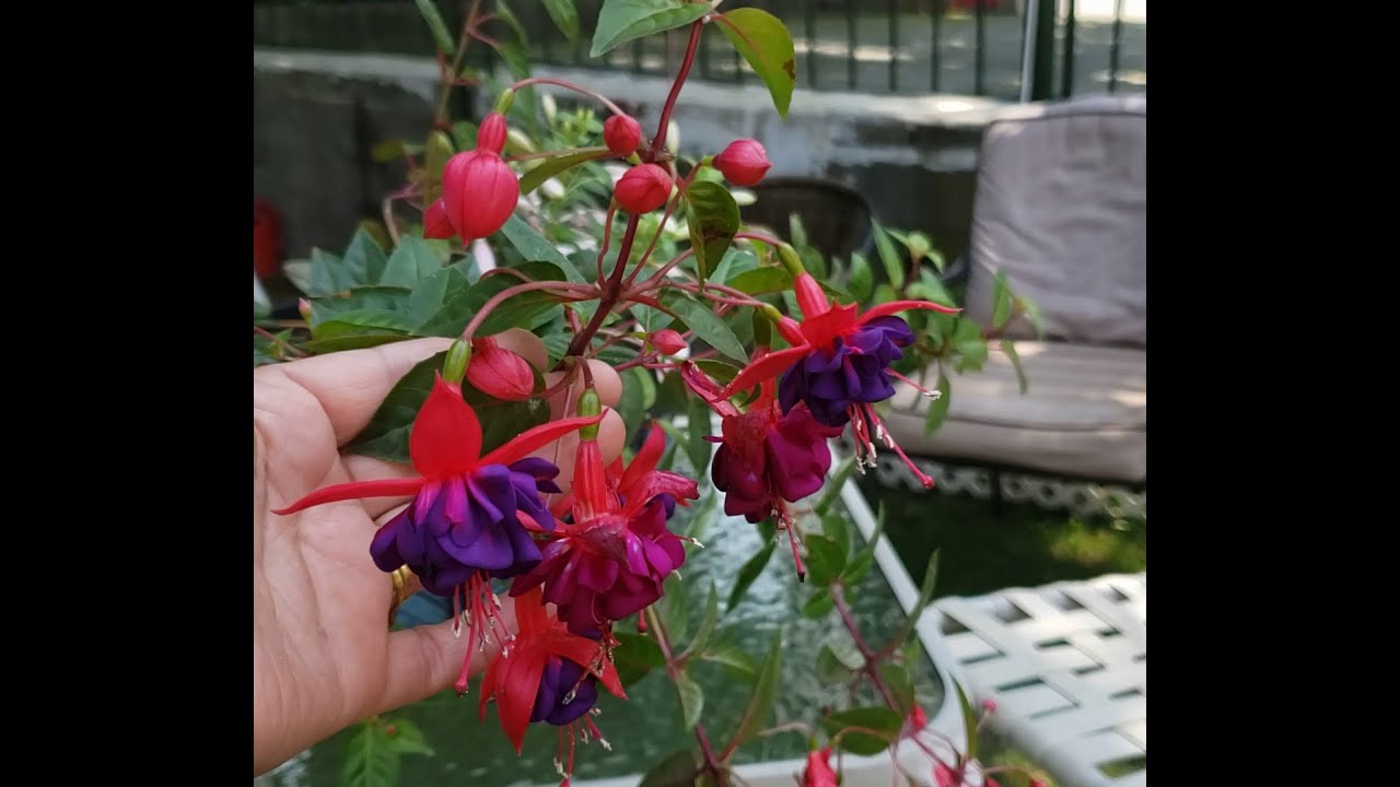planta pendientes de la reina interior o exterior