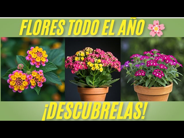 plantas con flor todo el año