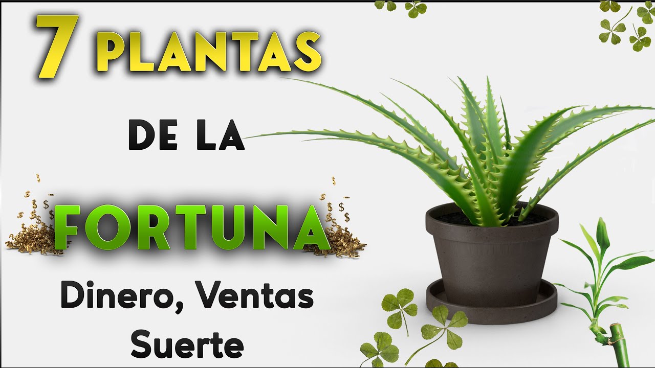 plantas de la buena suerte y fortuna