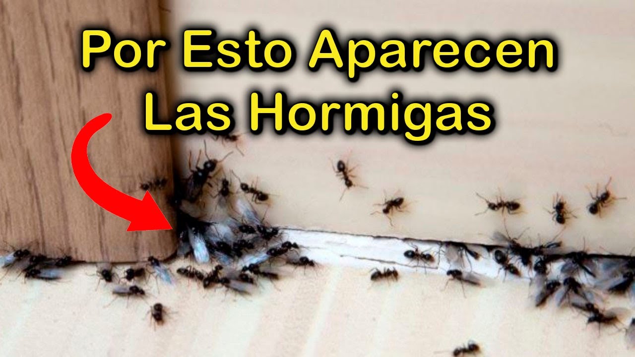 porque hay hormigas en mi casa