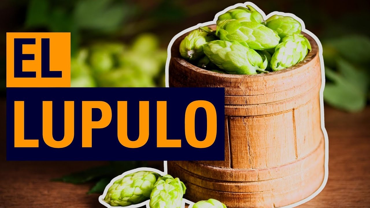 que es el lupulo de la cerveza