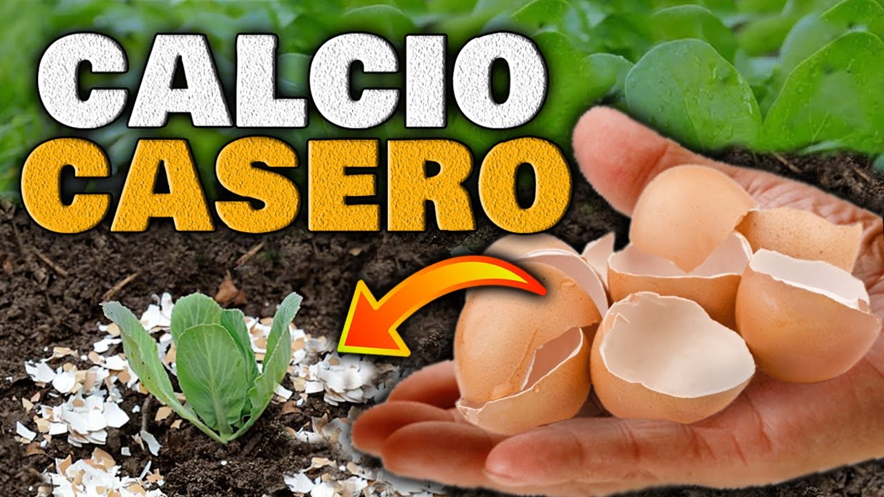qué plantas necesitan cáscara de huevo