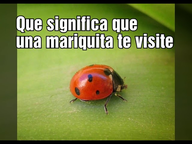 que significa una mariquita en casa