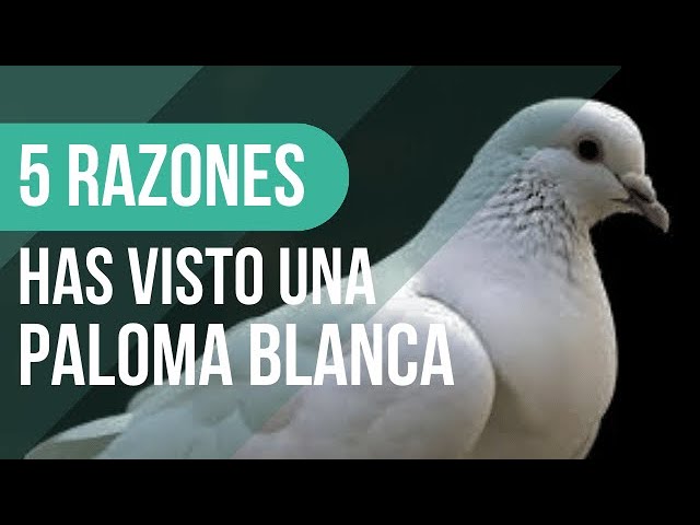 que significa ver una paloma blanca