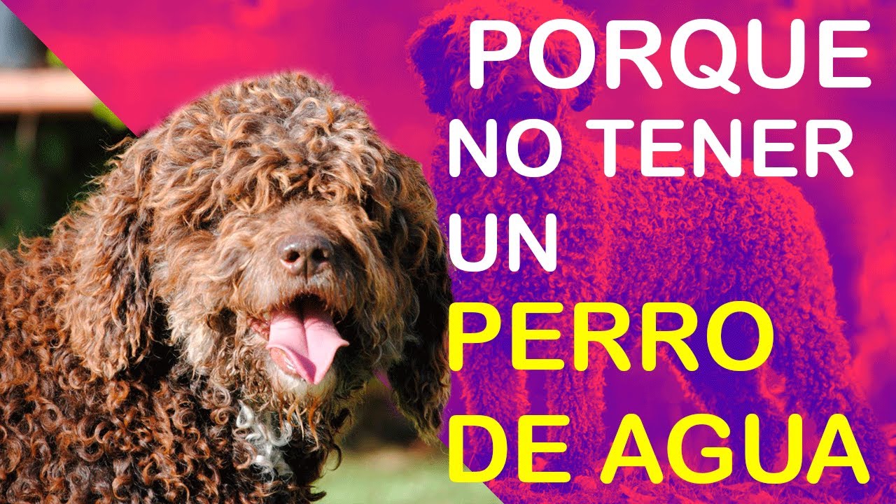 regalo perro de agua por no poder atender