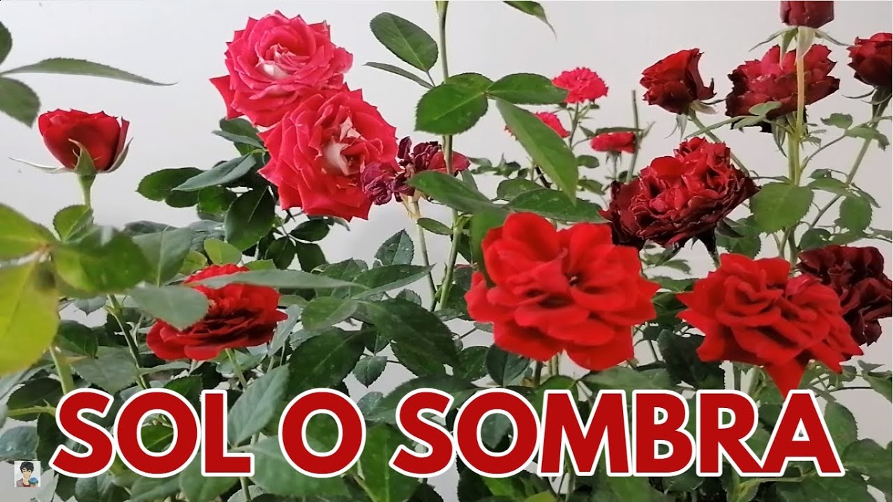 rosal en maceta sol o sombra