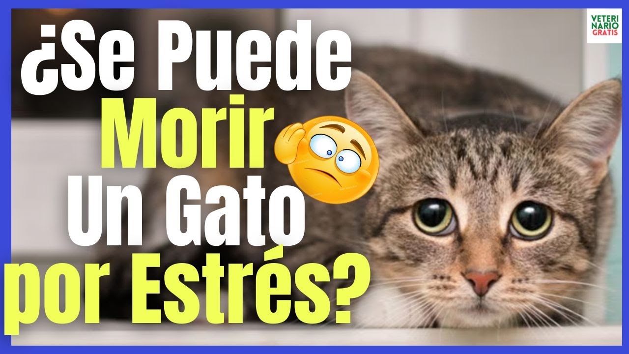 se puede morir un gato por estrés