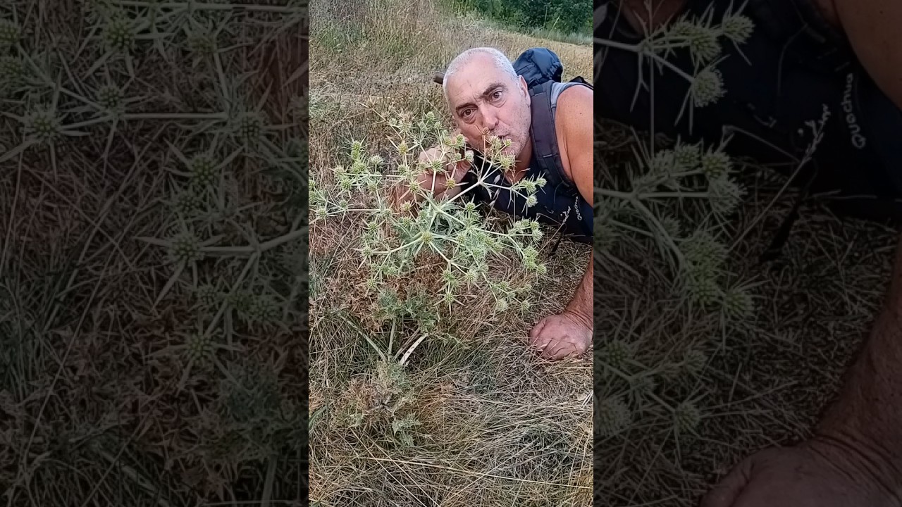 setas parecidas a las de cardo