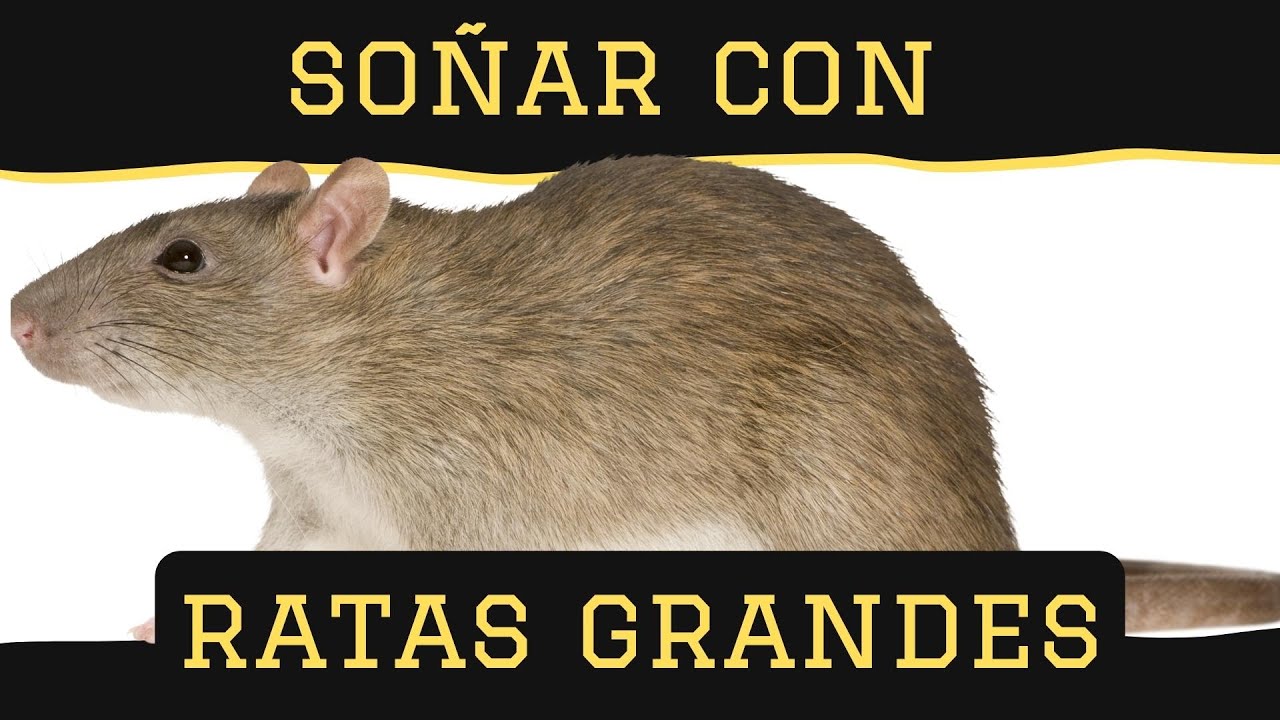 soñar con una rata grande y gorda