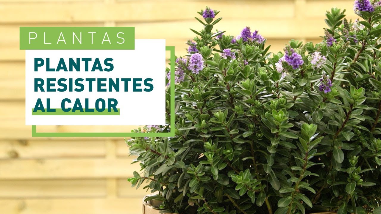 verano plantas de exterior con flor