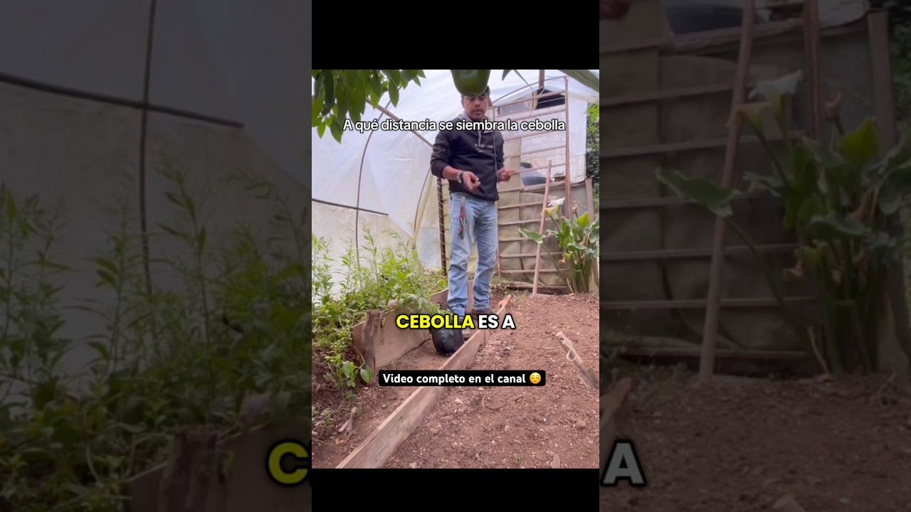 a que distancia se plantan las cebollas