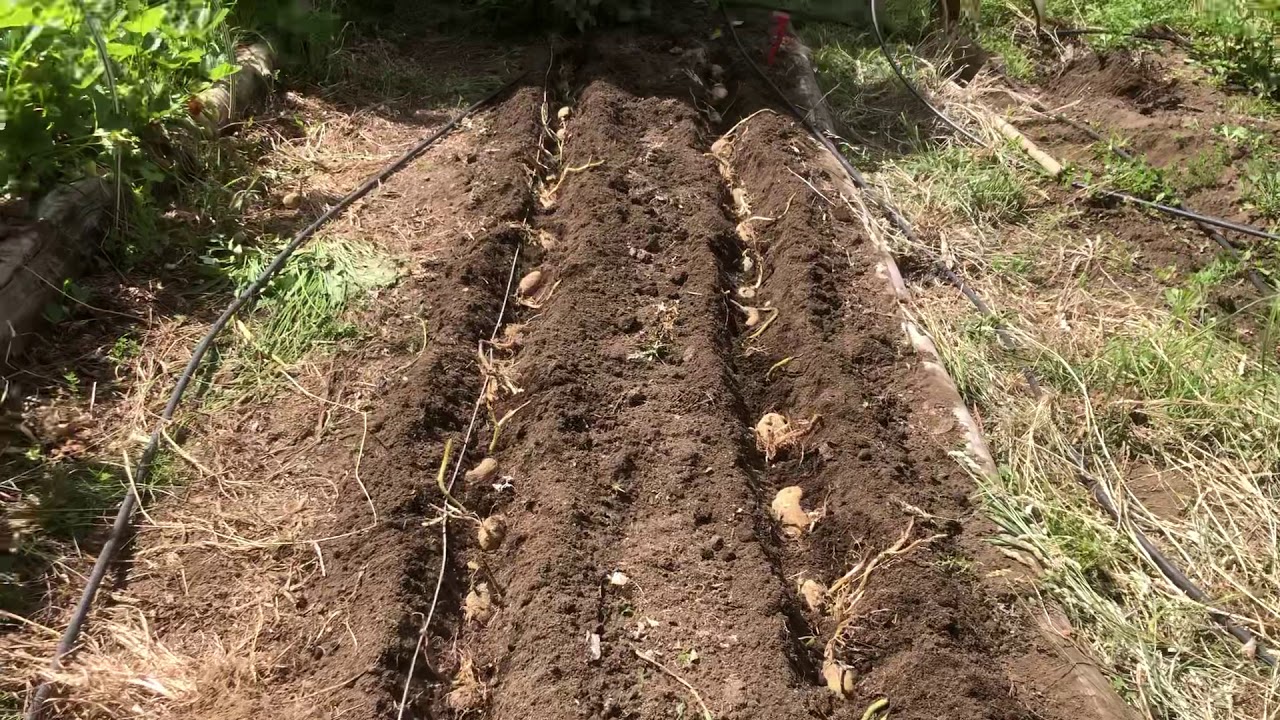 a que distancia se siembran las patatas