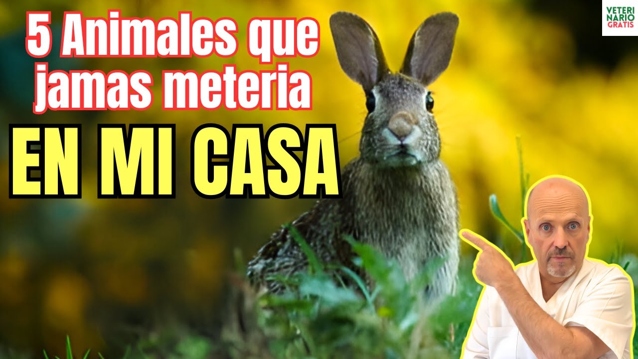 animales que se pueden tener en casa