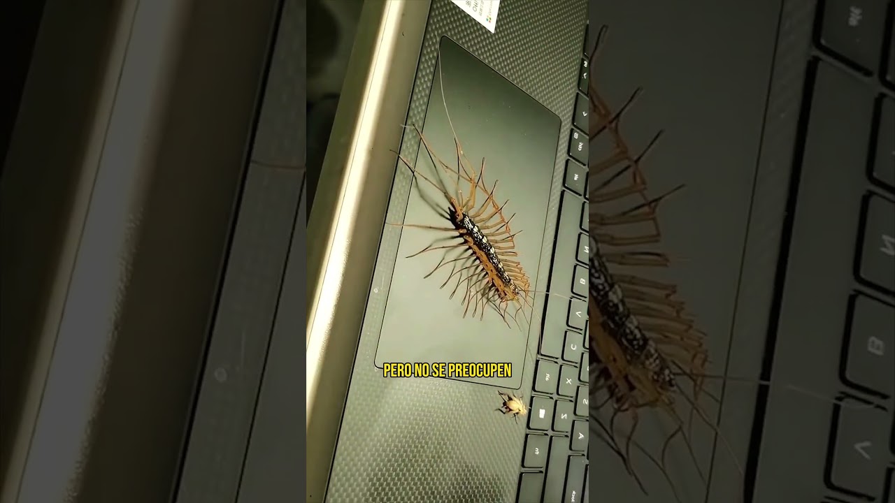 bichos con muchas patas en casa