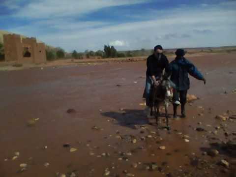 burro grande ande o no ande