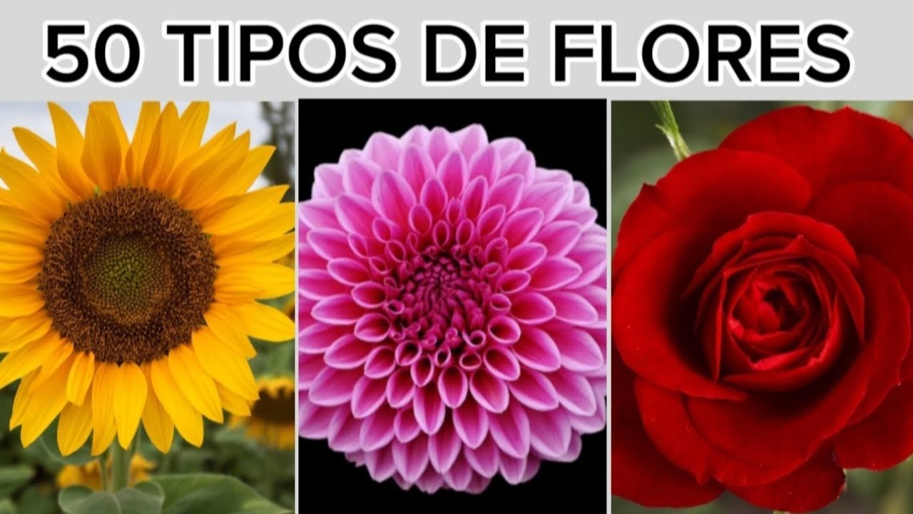clases de flores y sus nombres