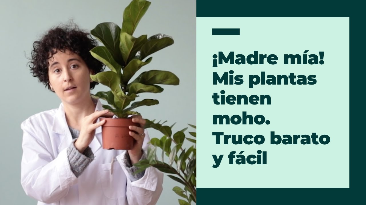 como eliminar moho en la tierra de las plantas