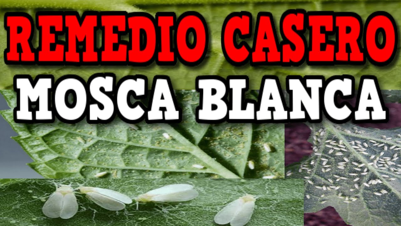 como eliminar moscas blancas de las plantas
