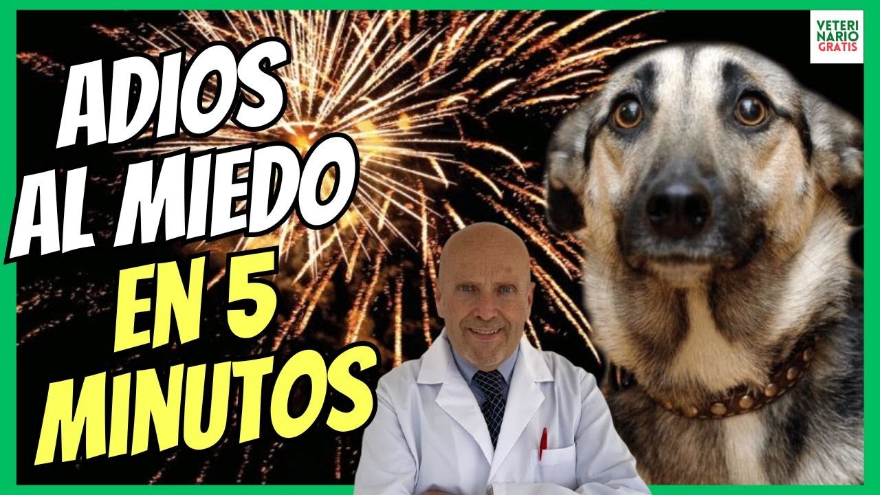 como quitar el miedo a un perro