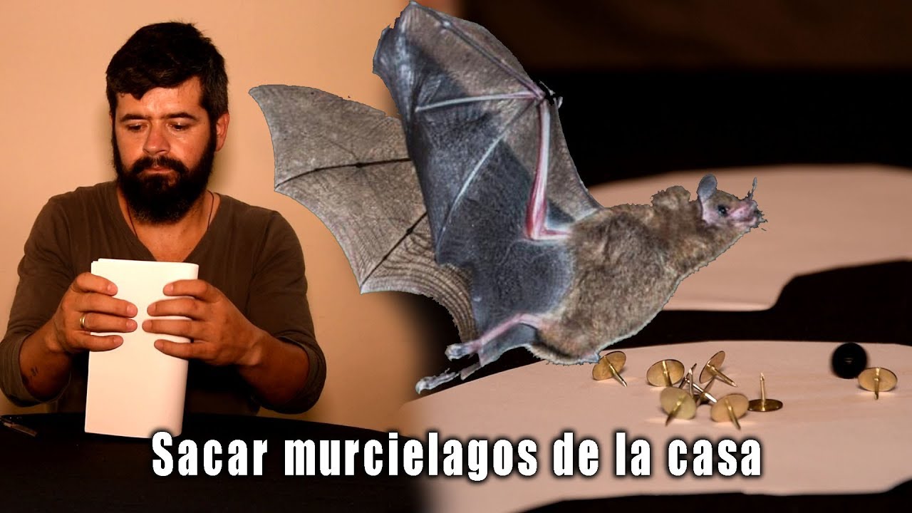 como sacar un murciélago de casa
