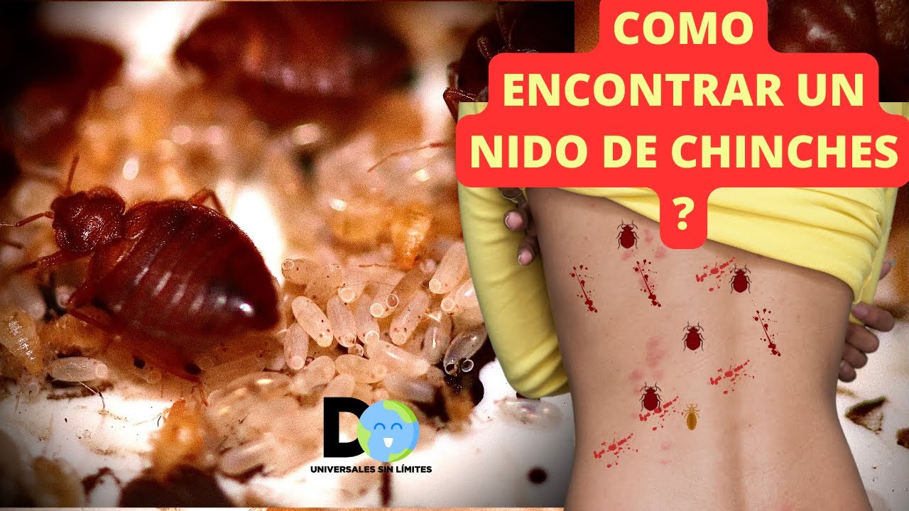 como son los huevos de chinches