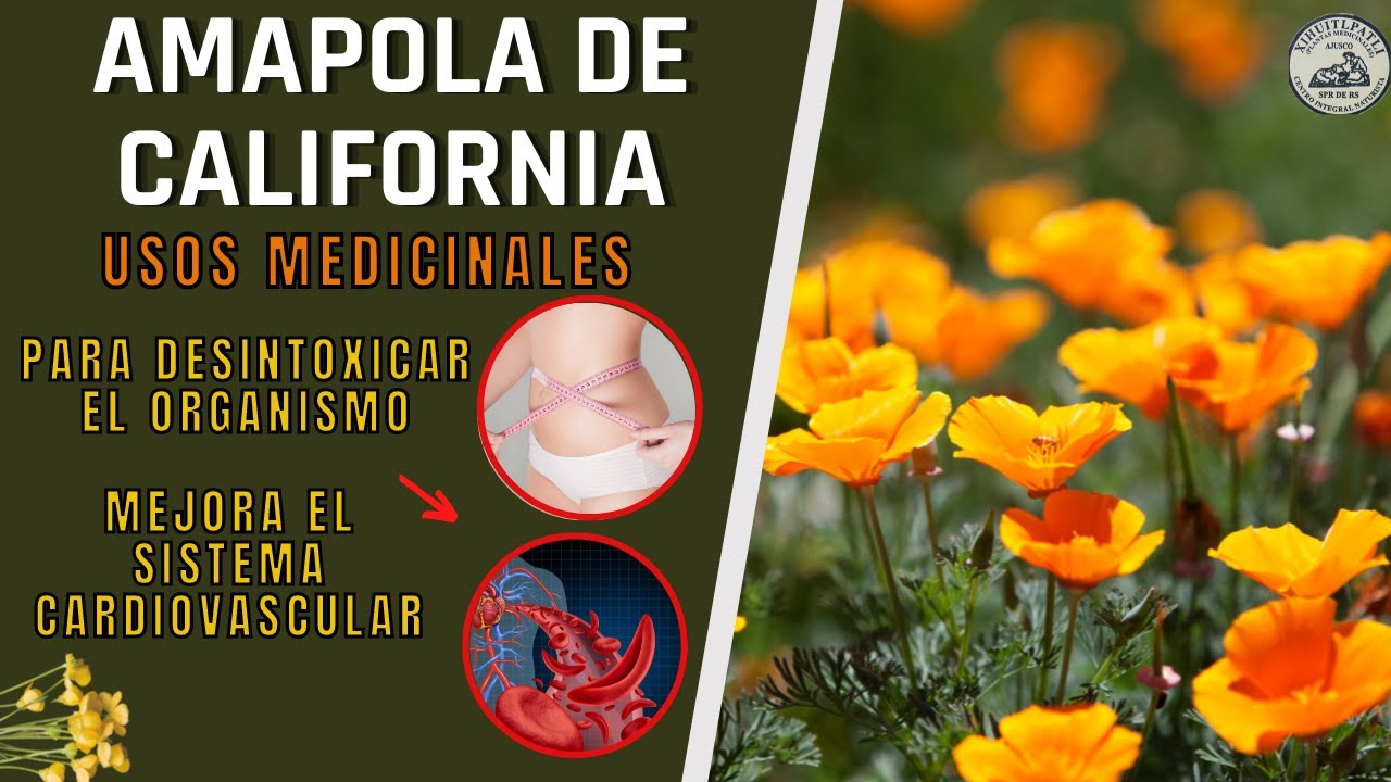 contraindicaciones de la amapola de california