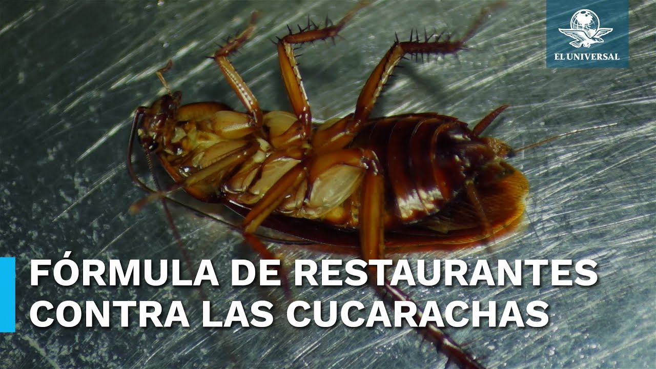 cuál es el mejor veneno para acabar con las cucarachas