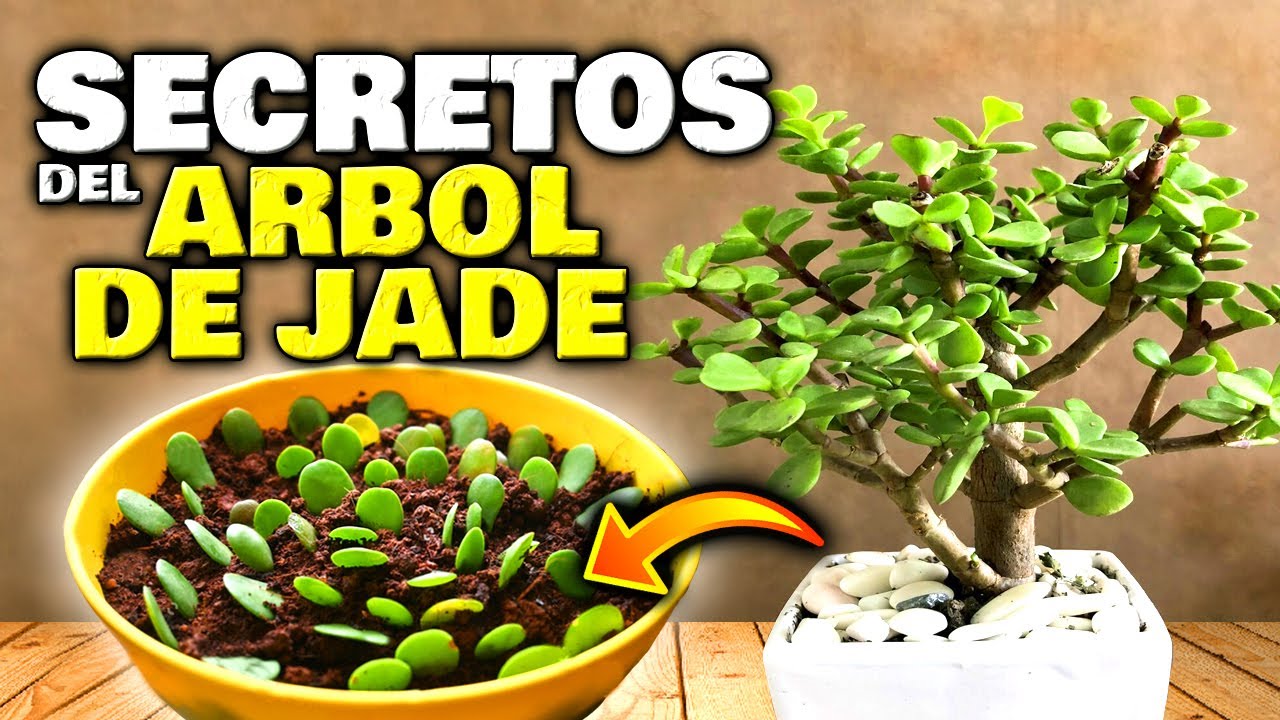 cual es la planta de jade