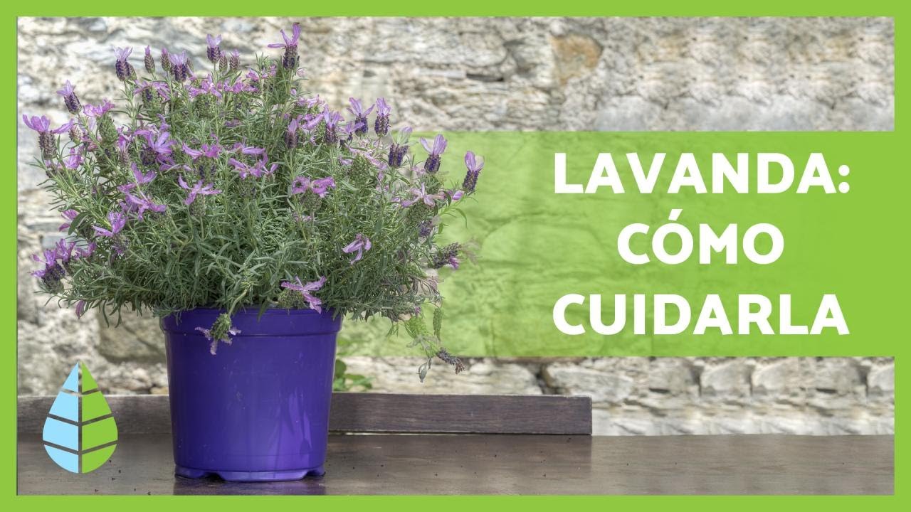 cuando florece la lavanda en maceta