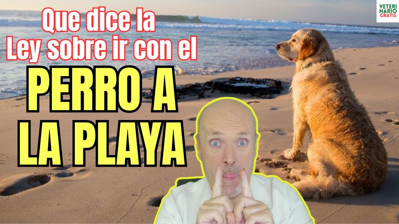 cuando pueden ir los perros a la playa