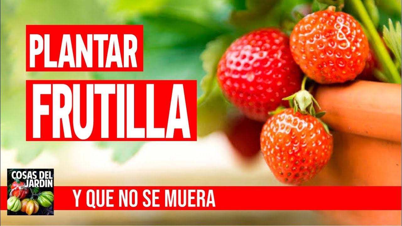 cuando se plantan las fresas en macetas