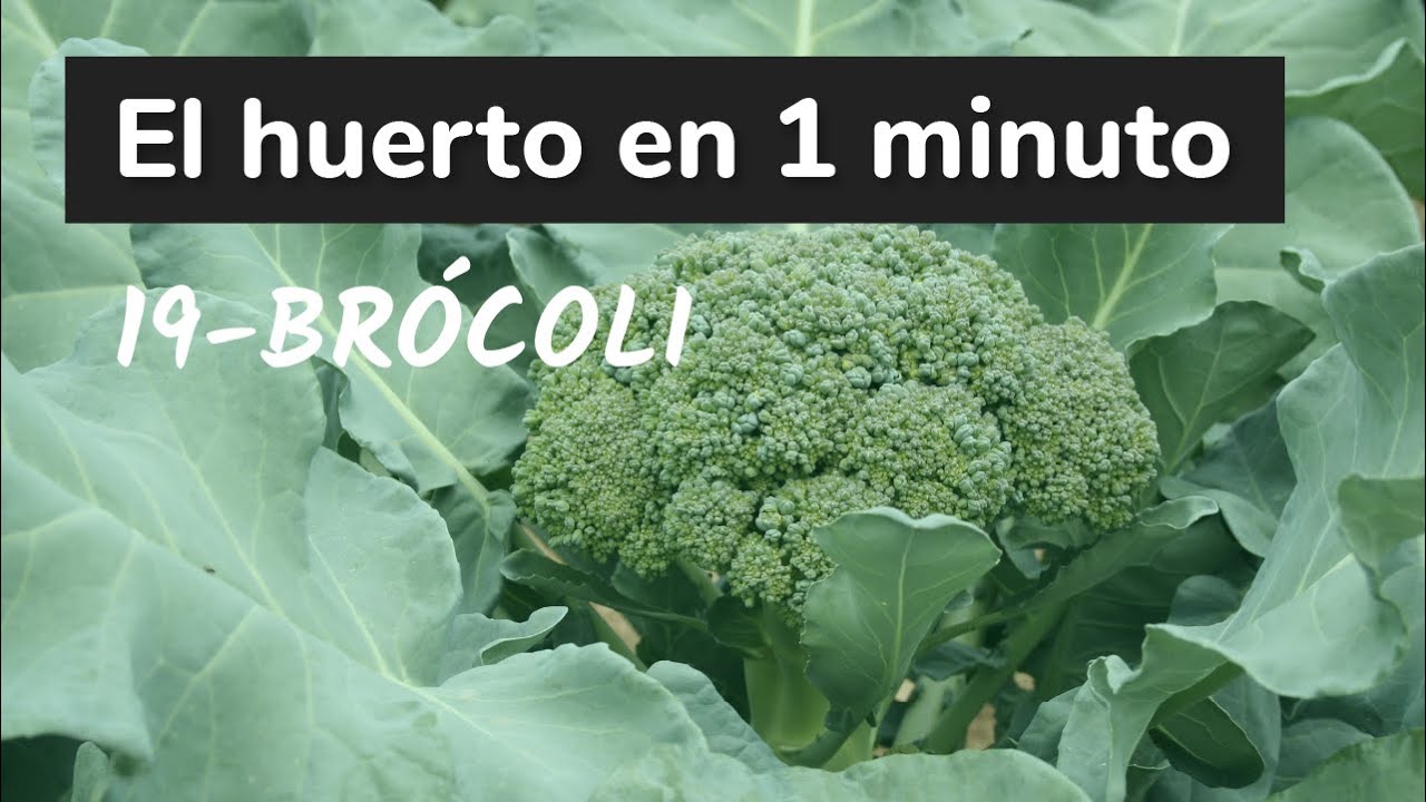 cuando se siembra el brócoli en españa