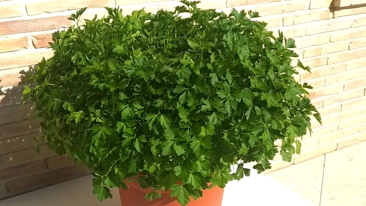 cuando se siembra el perejil en maceta