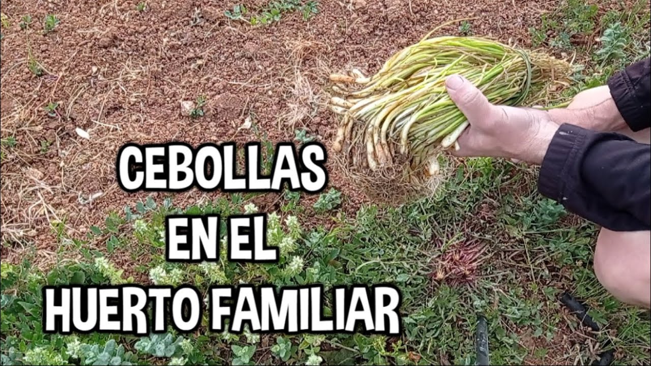 cuando se siembran las cebollas de verano