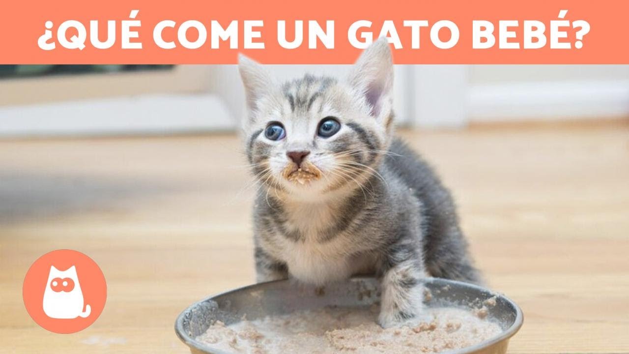 cuantas veces come un gato de 1 mes