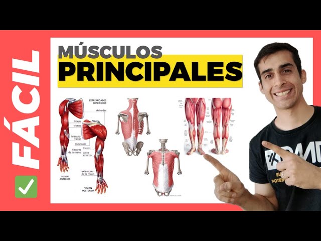cuanto musculos tenemos en el cuerpo