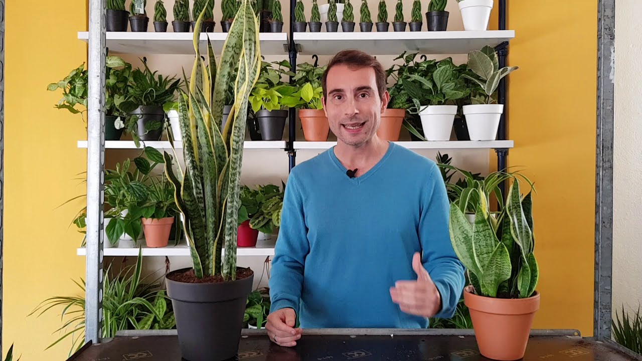 cuidado de la lengua de suegra