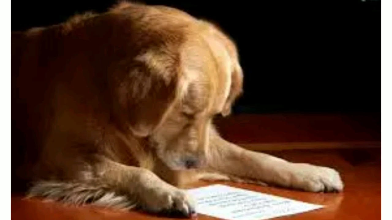 descansa dedicatorias frases despedida perro fallecido