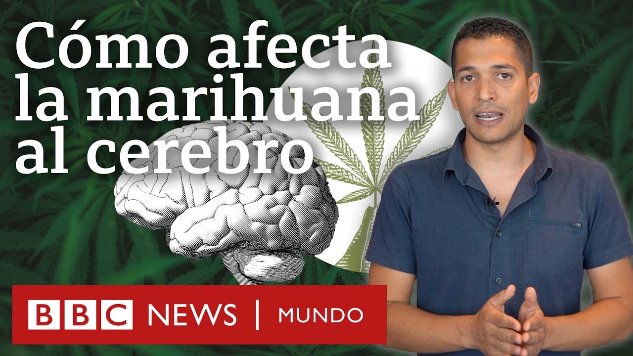 el consumo de cannabis afecta al comportamiento del conductor porque...