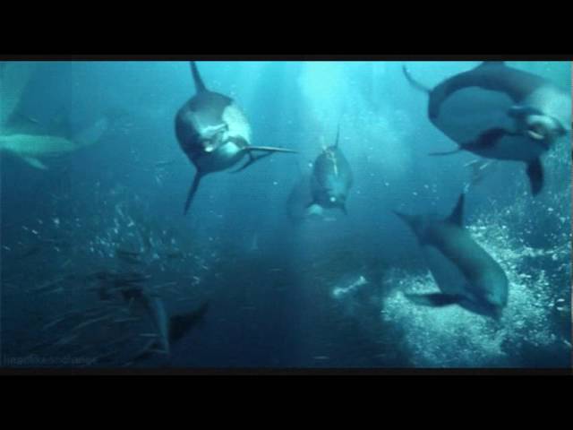 el mar nos obliga a ser orilla