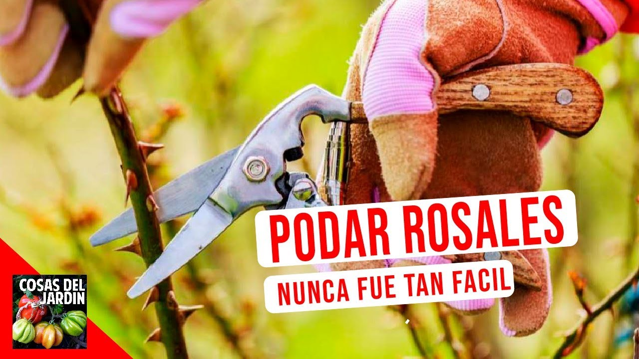 en qué época se podan los rosales
