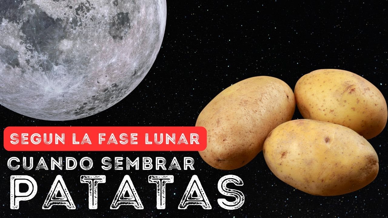 en que luna se siembran las patatas