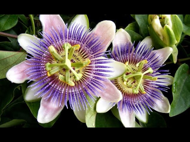 flor de la pasión fruto comestible